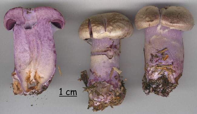 Cortinarius camphoratus